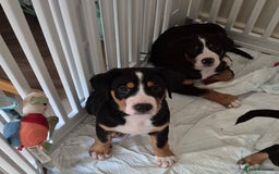 Greater Swiss Mountain Dog dogs for sale: Great Swiss Mountain Dog - Image 2