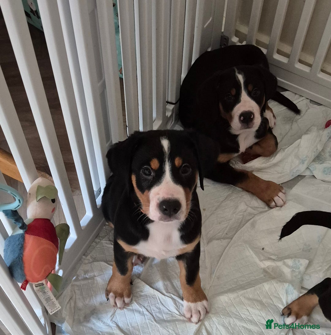 Greater Swiss Mountain Dog dogs for sale: Great Swiss Mountain Dog - Image 2