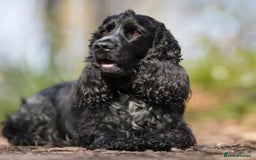 Cocker Spaniel dogs for sale: Cocker Spaniel Puppy – 8 Months Old, Lovely Girl - Image 1