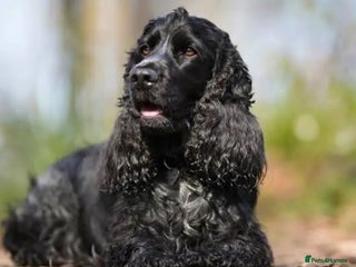 Cocker Spaniel dogs for sale - Advert 1