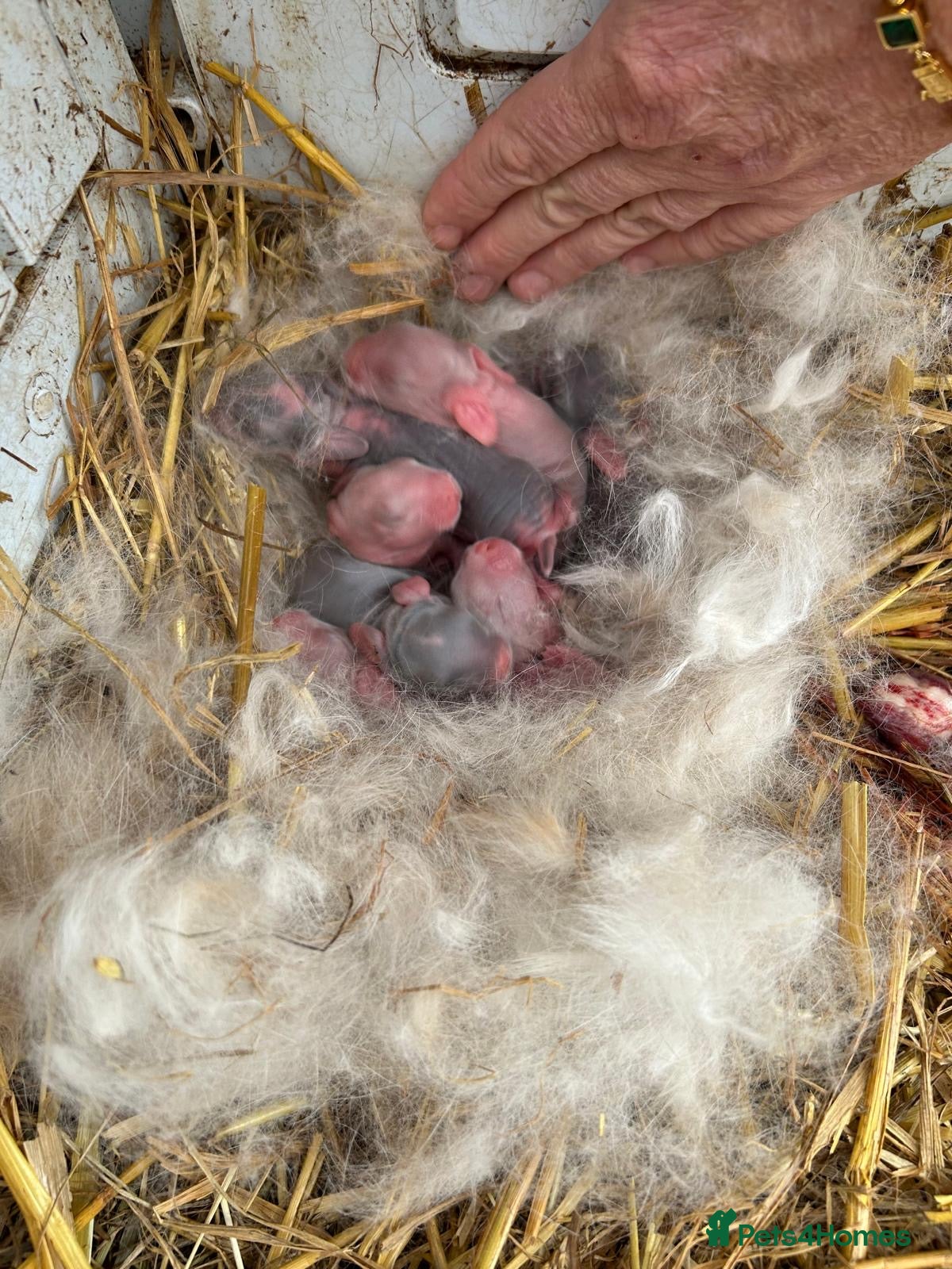 French Lop rabbits Giant French lops ready 27th April  - Advert 2