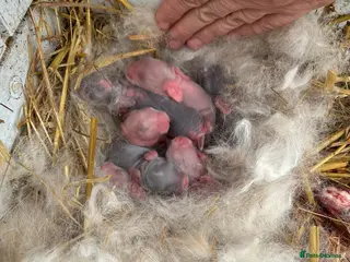 French Lop rabbits Giant French lops ready 27th April - Advert 1