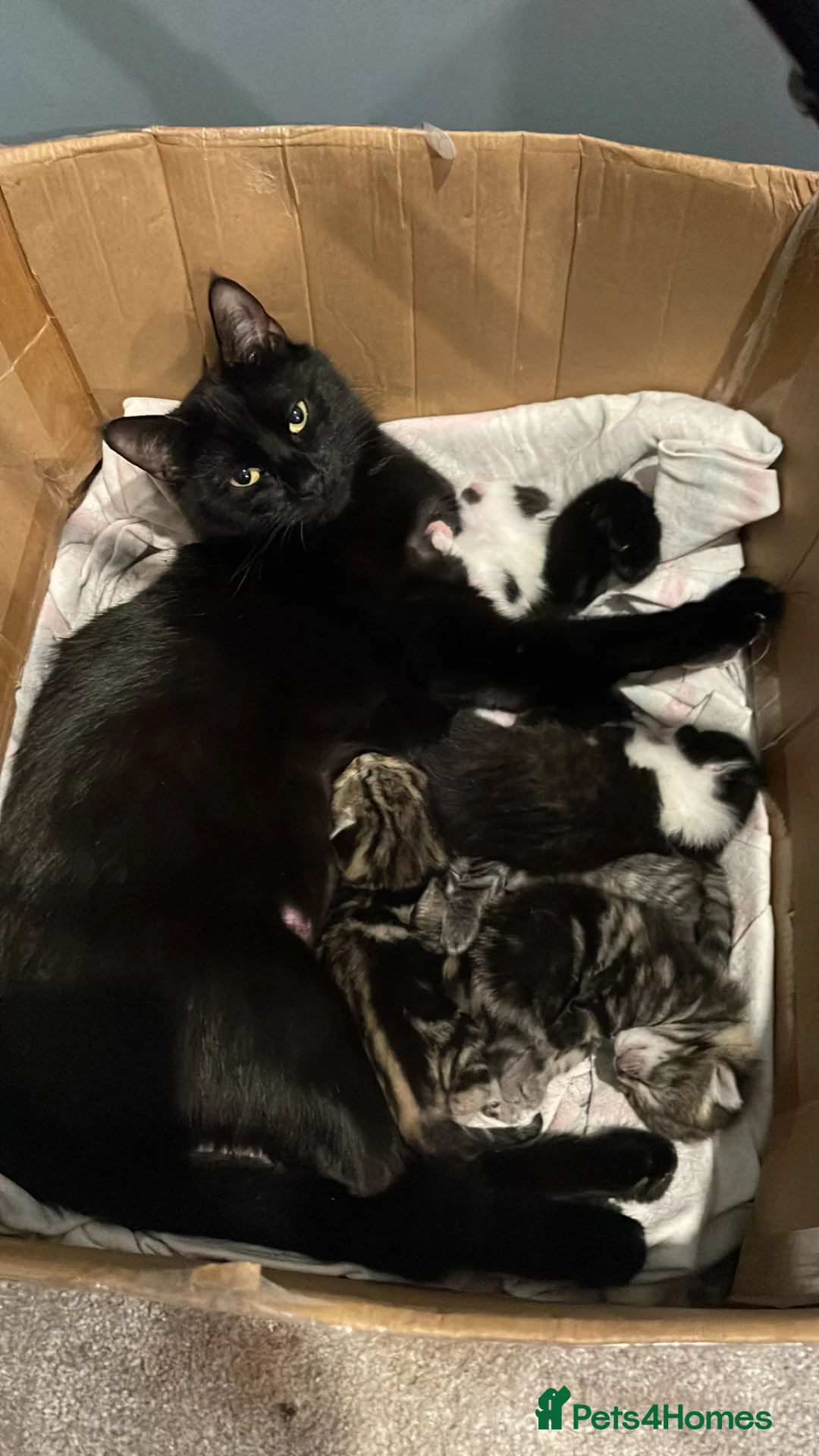 Mixed Breed cats for sale: Beautiful natured kitties-2 B&W, 1 Tabby in Reigate - Advert 1