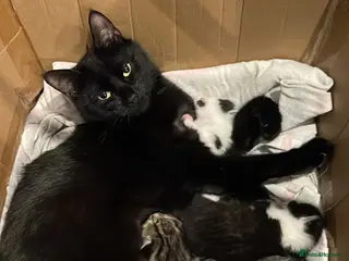 Mixed Breed cats Beautiful natured kitties-2 B&W, 1 Tabby - Advert 1