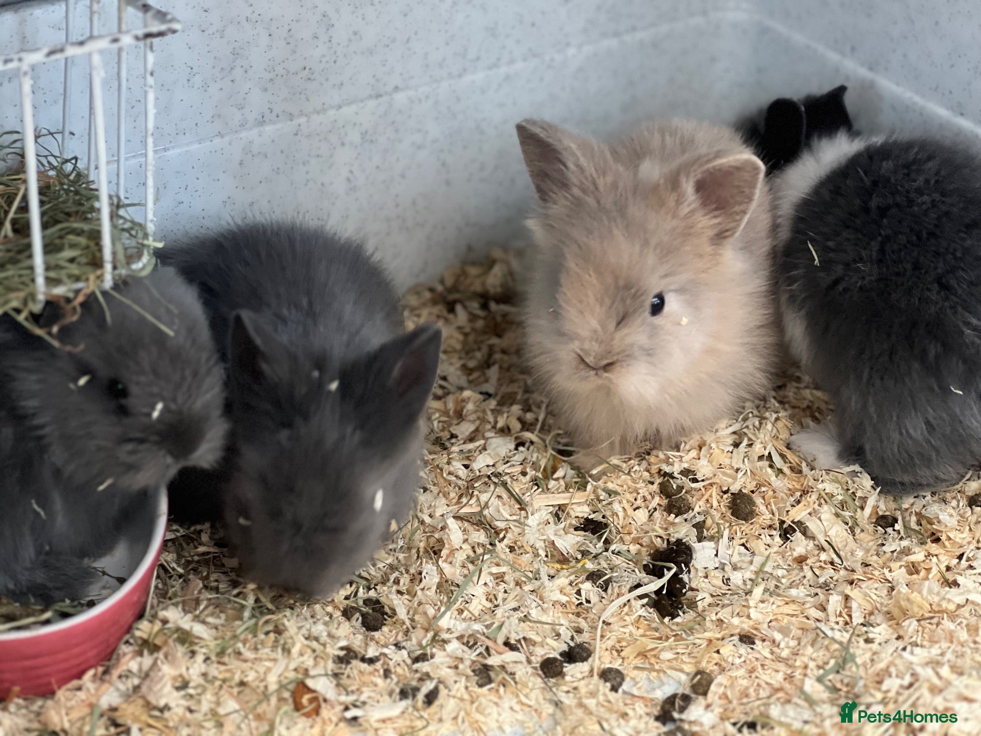 Lionhead rabbits Beautiful Double Lionhead Baby Rabbits  - Advert 1