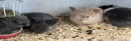 Lionhead rabbits for sale: Beautiful Double Lionhead Baby Rabbits  - Advert 1