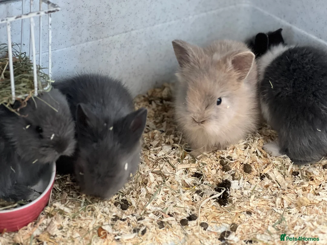 Lionhead rabbits for sale: Beautiful Double Lionhead Baby Rabbits  - Advert 1