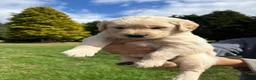 Golden Retriever dogs for sale: Beautiful chunky Golden Retriever puppies for sale in Welshpool - Advert 18