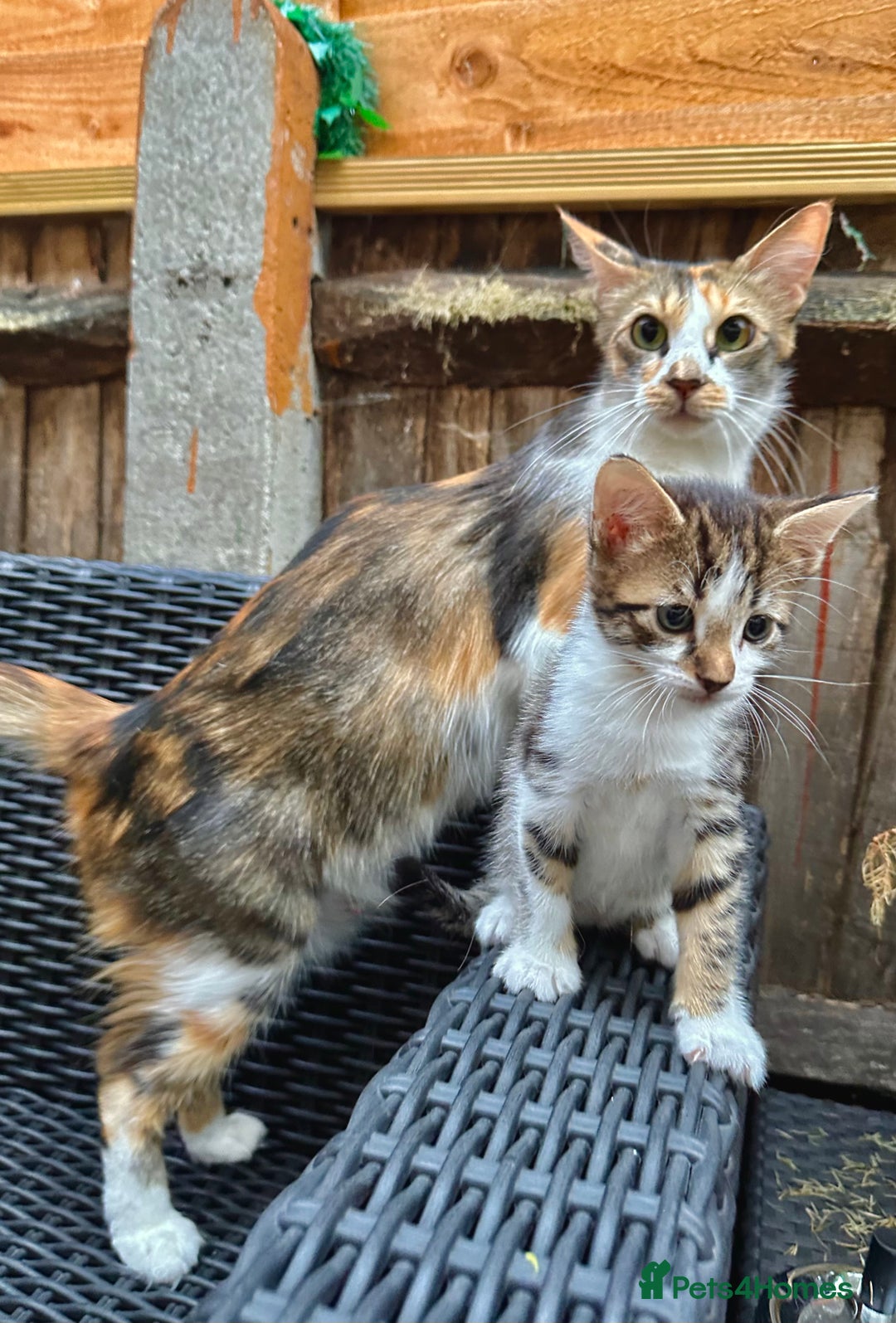 Mixed Breed cats for sale: Ginger Kittens from half Siamese mum - Image 10