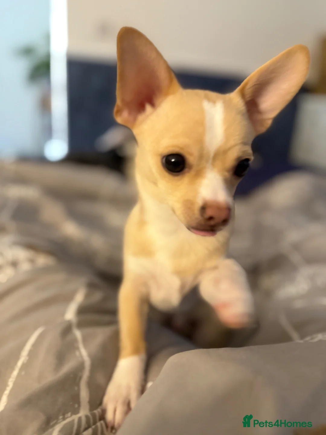 Pomchi dogs for sale: Beautiful tiny boy  - Advert 3