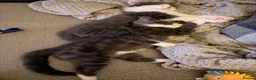 Domestic Shorthair cats for sale: Pair of gorgeous girls &all their bits in Lyme Regis - Advert 10