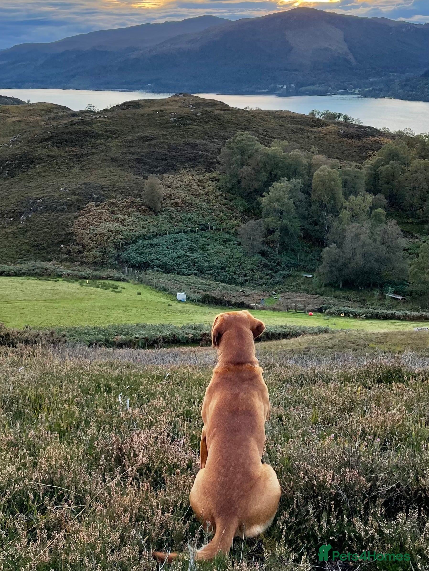 Labrador Retriever dogs Fox Red Labrador for stud - Advert 13