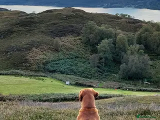 Labrador Retriever dogs Fox Red Labrador for stud - Advert 1