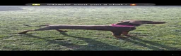 Dobermann dogs for sale: Lola - 10 month old Doberman puppy - Advert 7