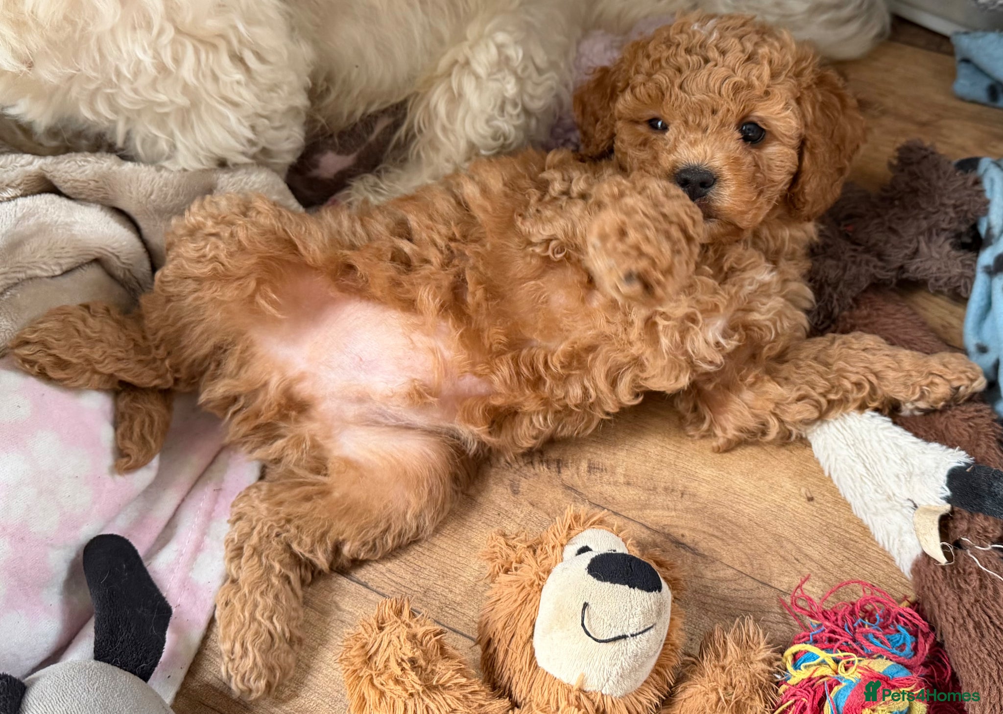 Cavachon dogs 5 ⭐️Gorgeous F1 Fox Red Cavapoochon’s  - Advert 1