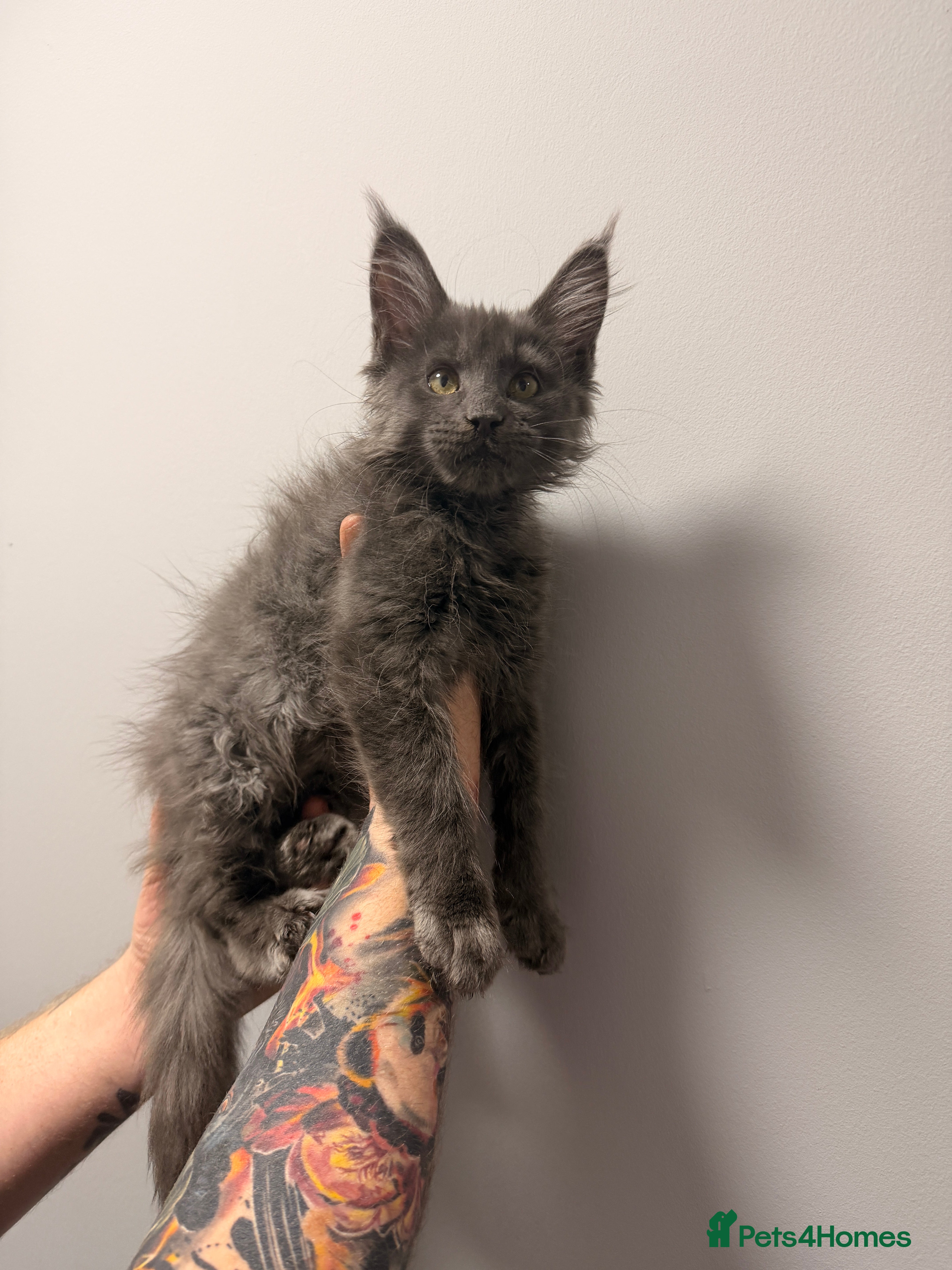 Maine Coon cats Beautiful pure Maincoon Girl STORM  - Advert 6