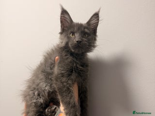 Maine Coon cats Beautiful pure Maincoon Girl STORM - Advert 9