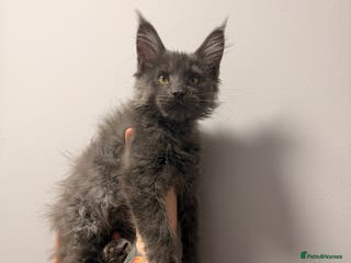 Maine Coon cats Beautiful pure Maincoon Girl STORM - Advert 5