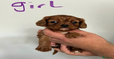 Cavalier King Charles Spaniel dogs - Advert 11