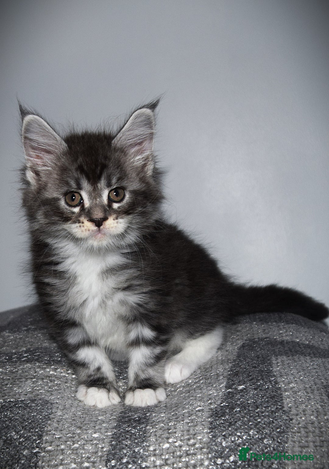 Maine Coon cats for sale: Maine Coon kittens/ Ready to Now    - Advert 14