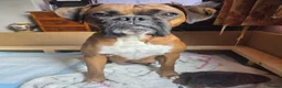 Boxer dogs for sale: KC Reg Boxer Puppies  - Advert 5