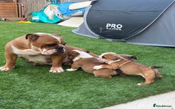 English Bulldog dogs for sale: English bulldog puppies  - Image 3