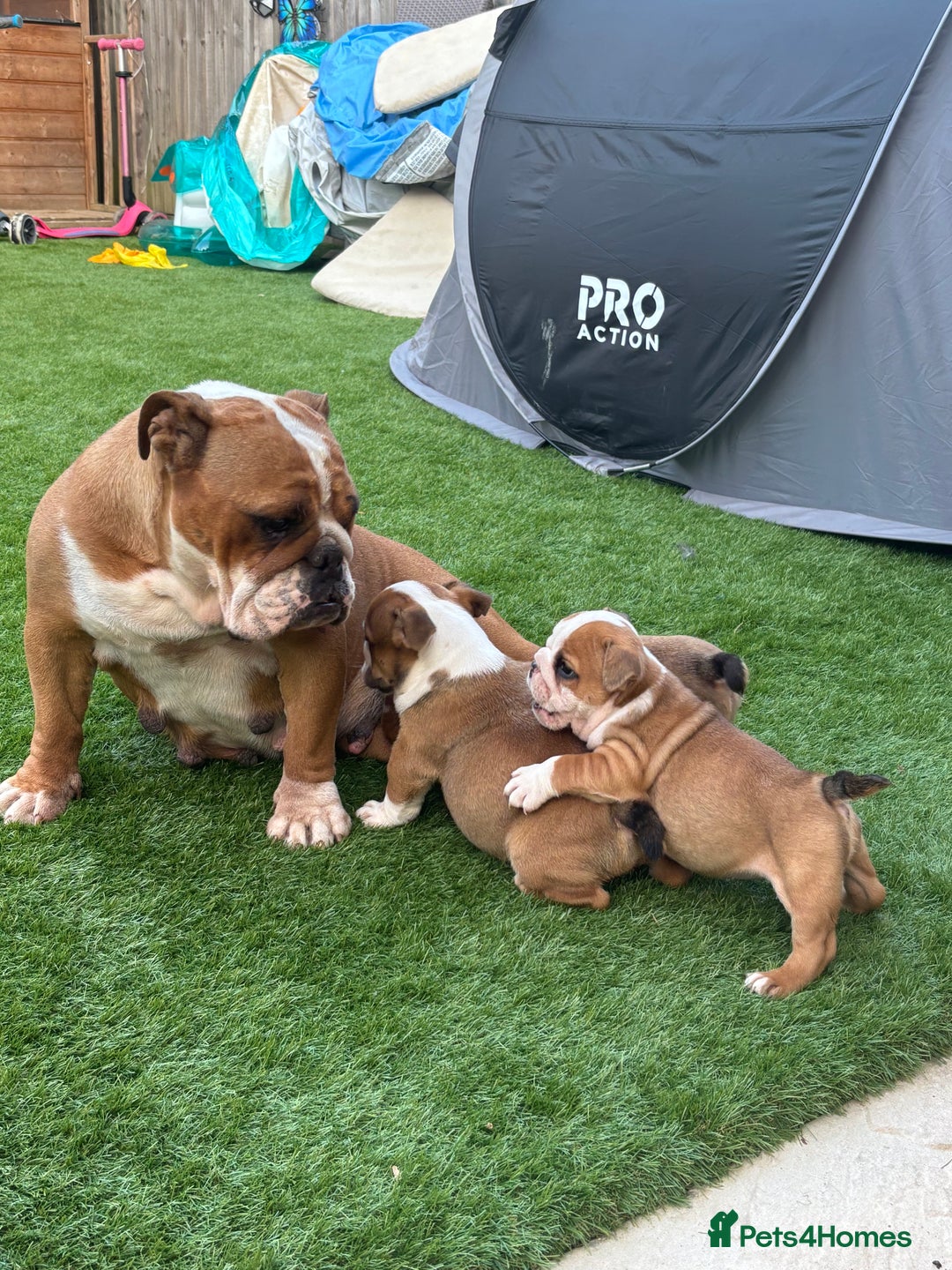 English Bulldog dogs for sale: English bulldog puppies  - Image 3