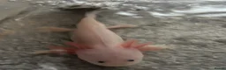 Axolotl reptiles for sale: Albino & Leucistic Axolotl  - Advert 7