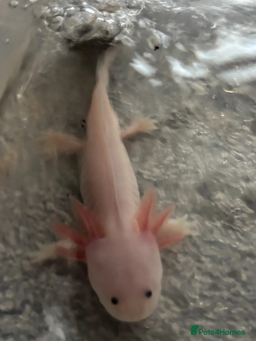 Axolotl reptiles for sale: Albino & Leucistic Axolotl  - Advert 7