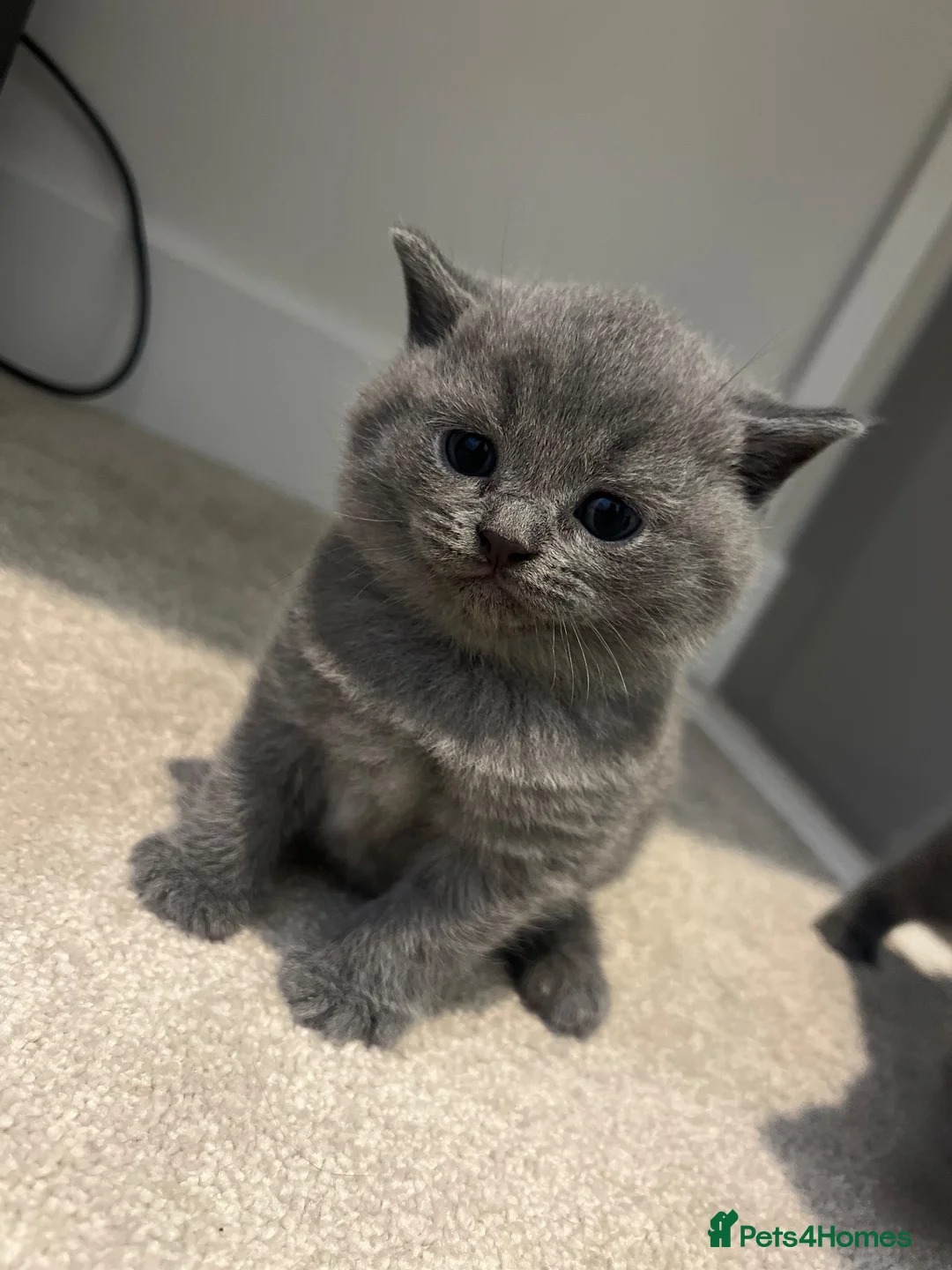 British Shorthair cats for sale: Beautiful Kittens  - Advert 7