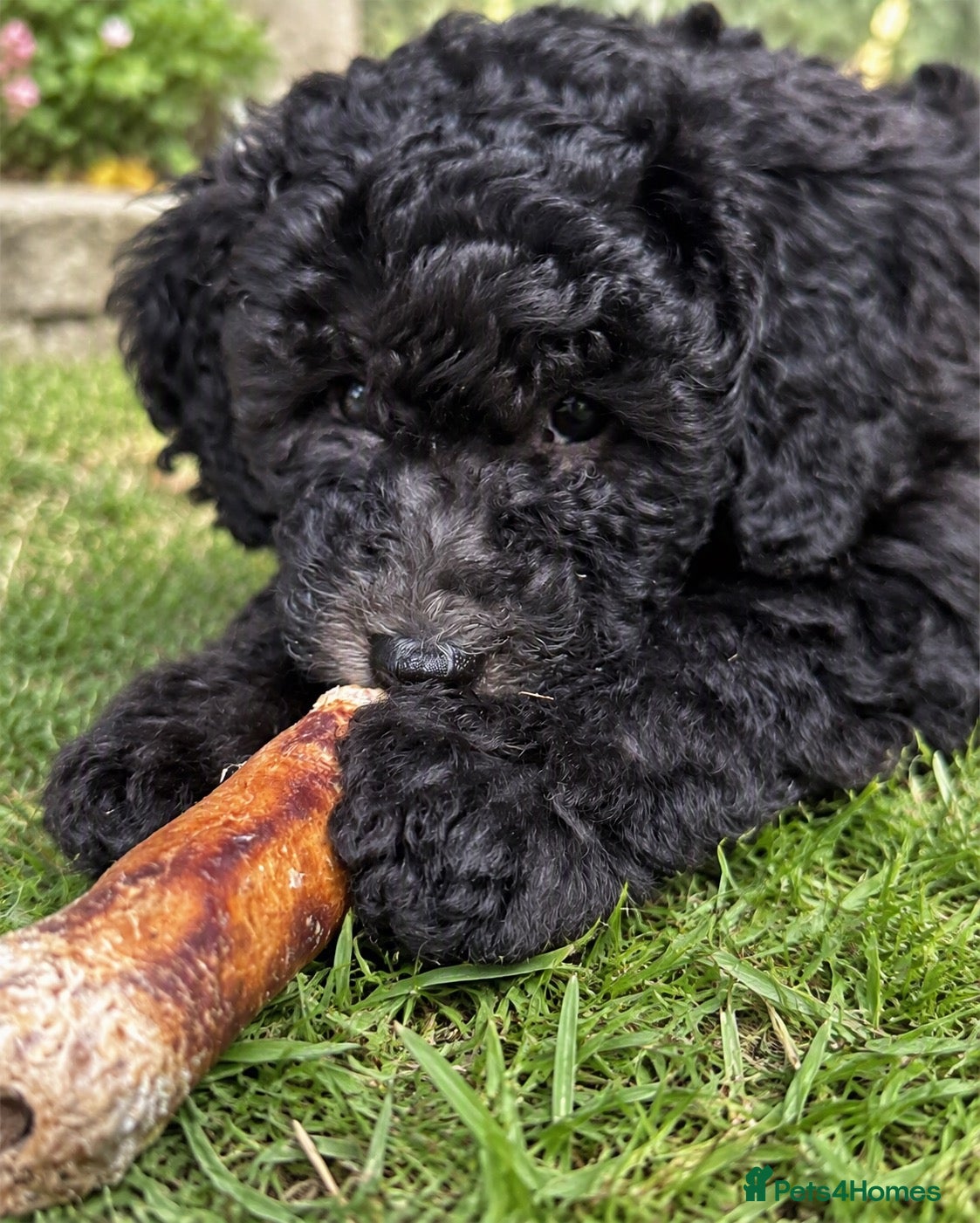 Miniature Poodle dogs Silver Miniature Poodle Puppies  - Advert 2
