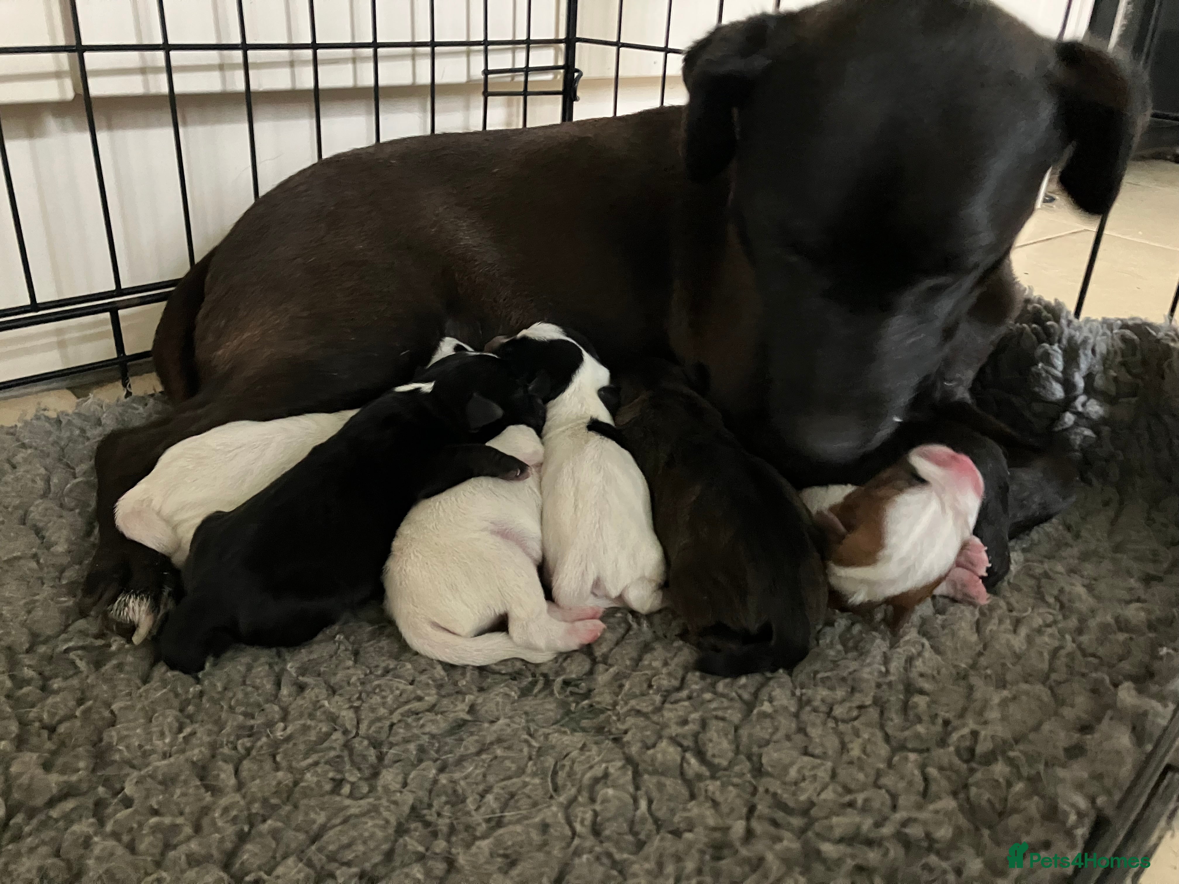 Parson Russell dogs 3/4 Parson Russell X 1/4 Patterdale  - Advert 3