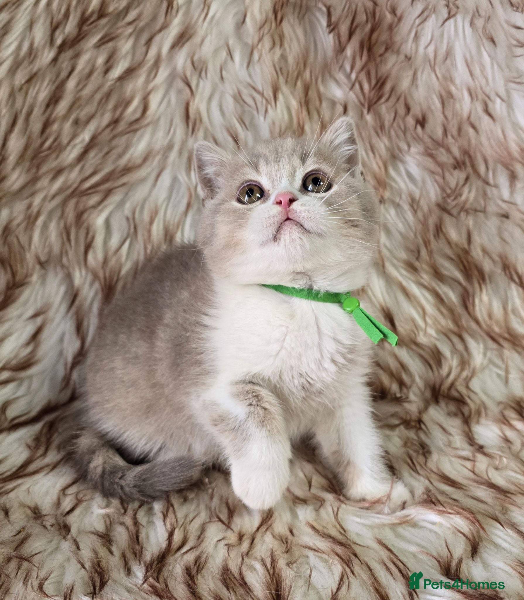 British Shorthair cats Ready now 2x Kittens Avaliable  - Advert 1