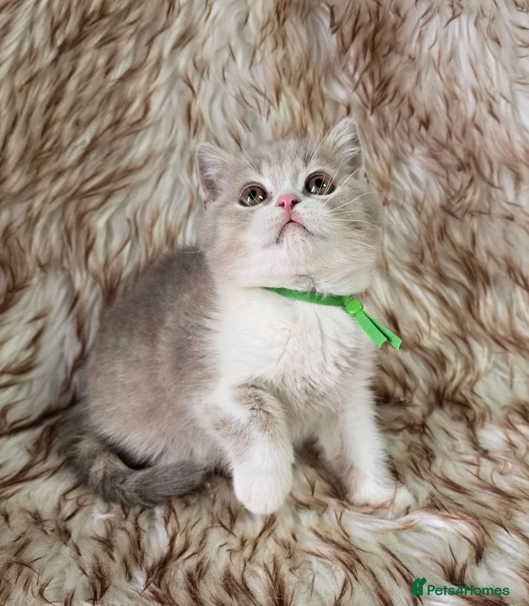 British Shorthair cats for sale: Ready now 2x Kittens Avaliable  - Advert 1