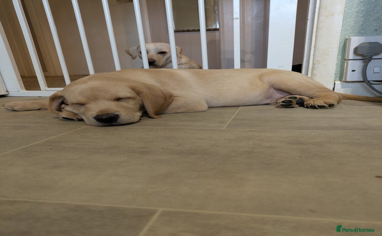 Labrador Retriever dogs - Advert 6