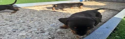 Dachshund dogs for sale: 4 beautiful boys  - Advert 21