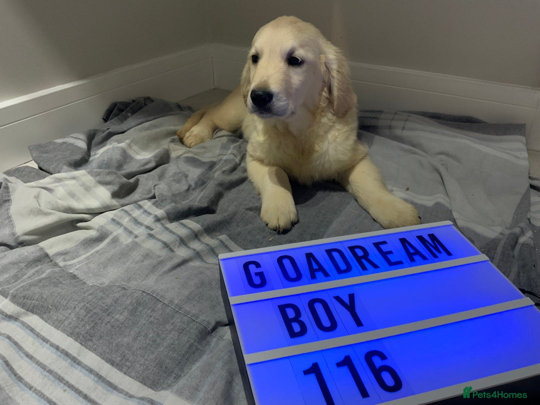 Golden Retriever dogs for sale: Golden Retrievers -Goadream kc  - Advert 3