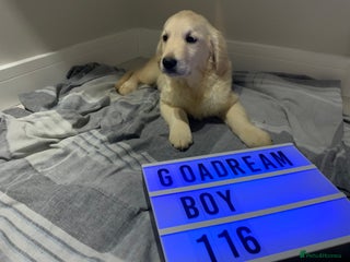 Golden Retriever dogs Golden Retrievers -Goadream kc - Advert 2