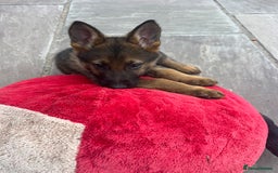 German Shepherd dogs for sale: Czechoslovakian German shepherd working line - Image 12