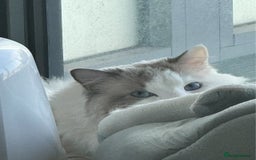 Ragdoll cats for sale: Beautiful Ragdoll cat looking for a warm home - Image 3