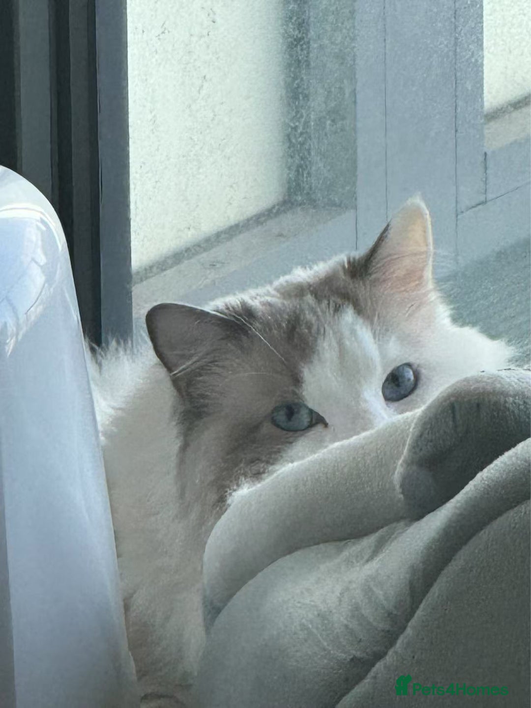Ragdoll cats for sale: Beautiful Ragdoll cat looking for a warm home - Image 3