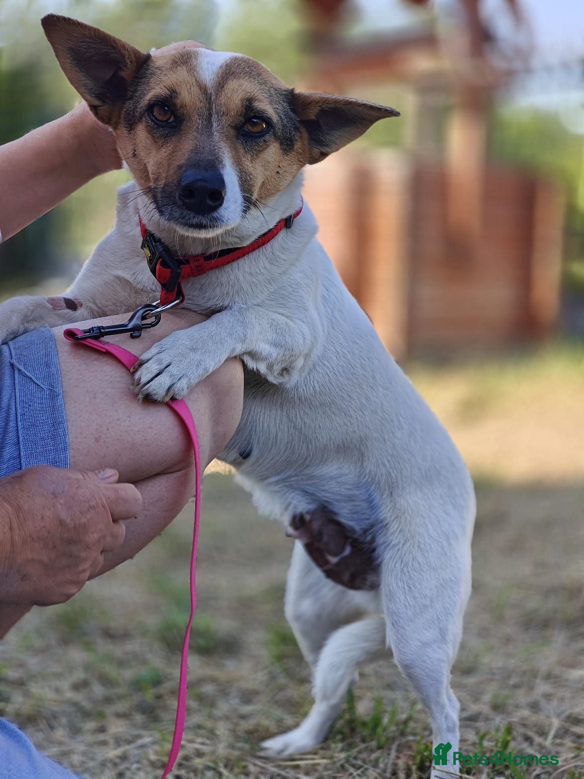 Mixed Breed dogs ❤️🐶 SANYA – LOVING, CLEVER, JOYFUL SMALL GIRL - Advert 1