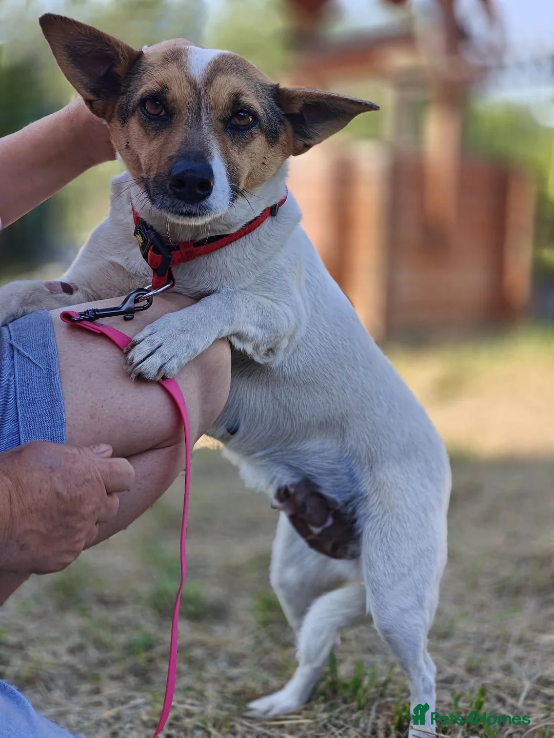 Mixed Breed dogs for adoption: ❤️🐶 SANYA – LOVING, CLEVER, JOYFUL SMALL GIRL in Redditch - Advert 1