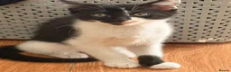 British Shorthair cats for sale: 4 black + white female kittens - Advert 9
