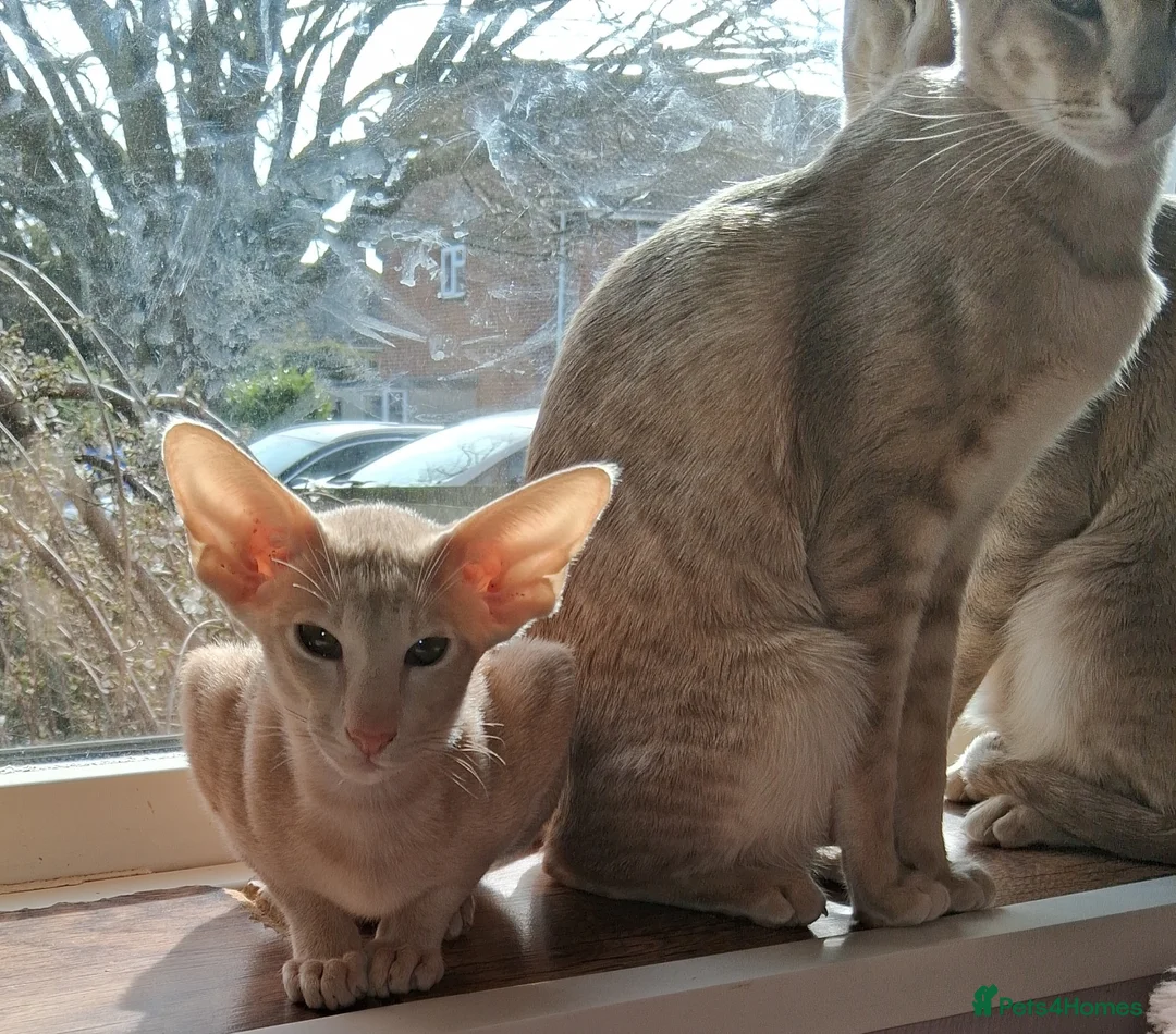 Oriental cats for sale: Stunning modern type cream boy - Advert 1