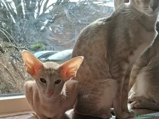 Oriental cats Stunning modern type cream boy - Advert 16