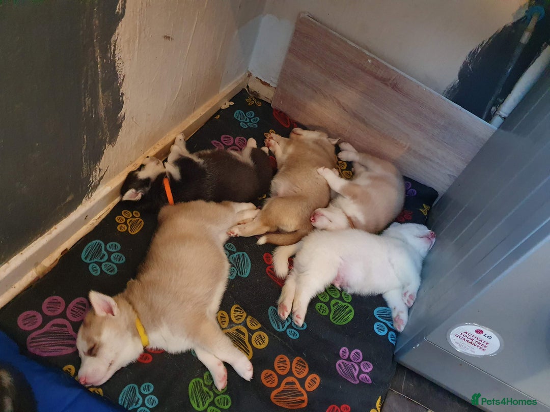 Siberian Husky dogs for stud: *STUD* - Advert 7