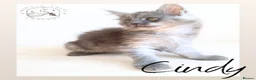 Maine Coon cats for sale: High Smoke, Smoke and Solid Pedigree Maine Coon’s - Advert 12