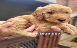 Labradoodle dogs for sale:  Apricot Doodle labradoodles - Image 21