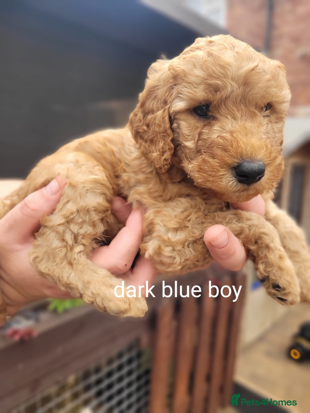 Labradoodle dogs for sale:  Apricot Doodle labradoodles - Image 21
